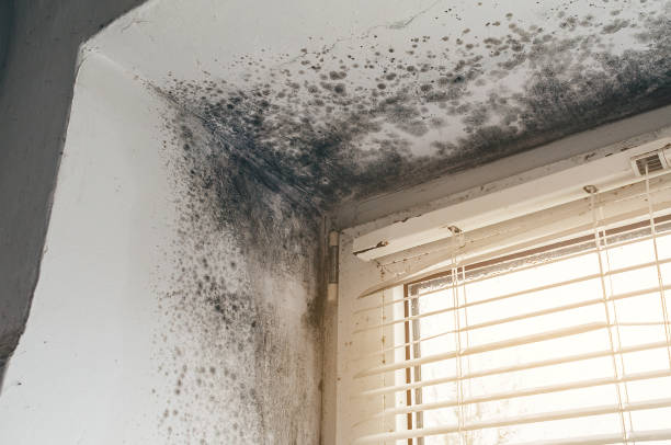 Affordable Commercial Mold Remediation solutions in Middlesex, NJ